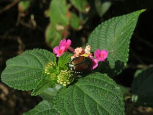 vegetation and biodiversity in terceira island in the azore