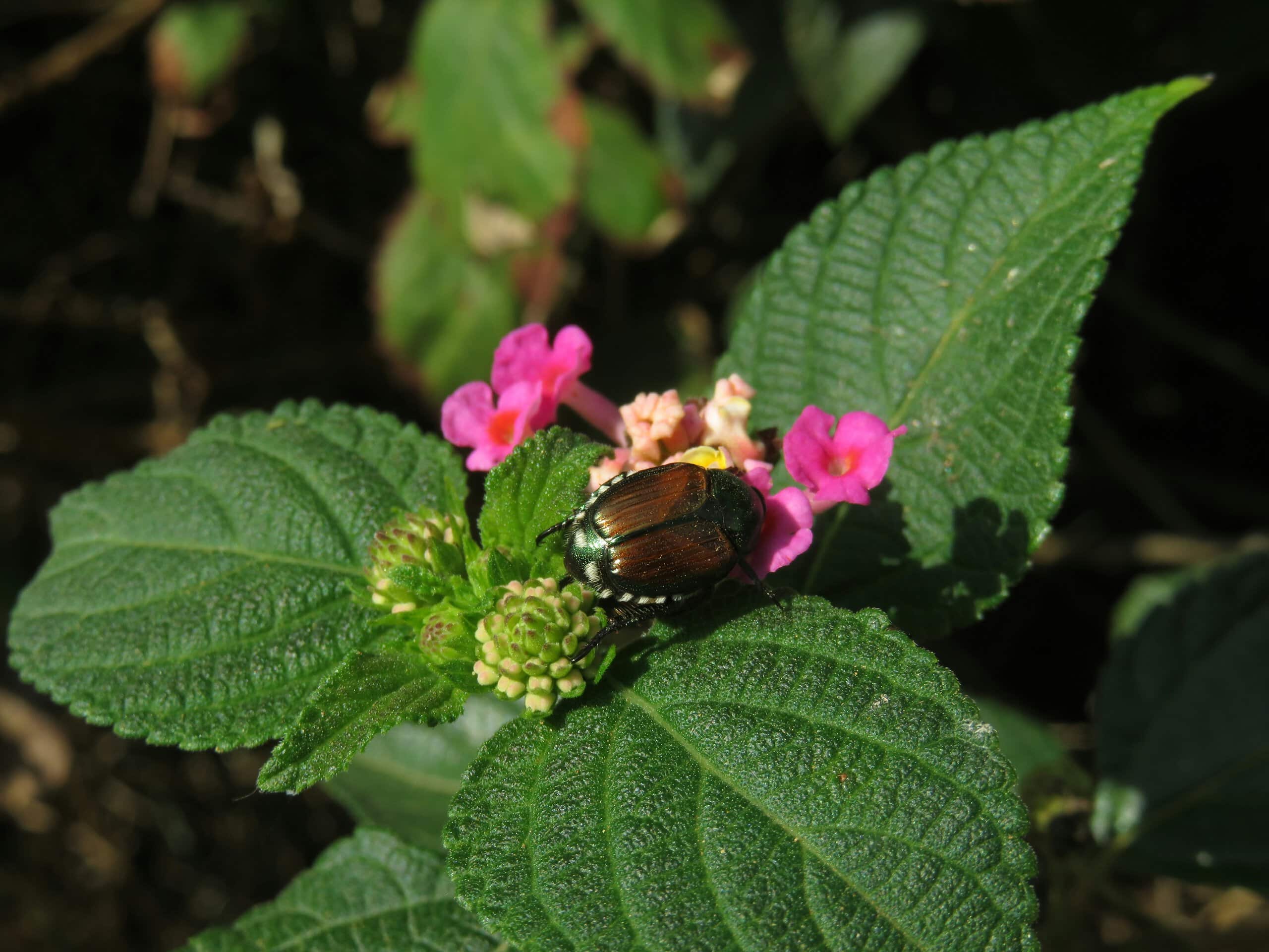 Native vegetation and biodiversity in the interior of Terceira Island