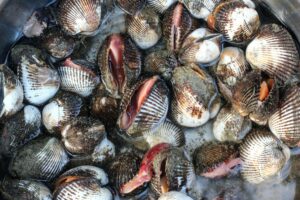 Fleshy cockles from Caldeira de Santo Cristo in São Jorge, Azores