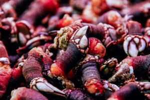 Percebes or Goose Barnacles a typical food in Flores Island in the Azores