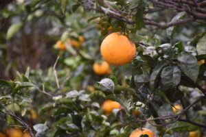 Orange tree on Pico Island, Azores