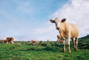 Pico’s cows who make the famous Azorean milk and cheese