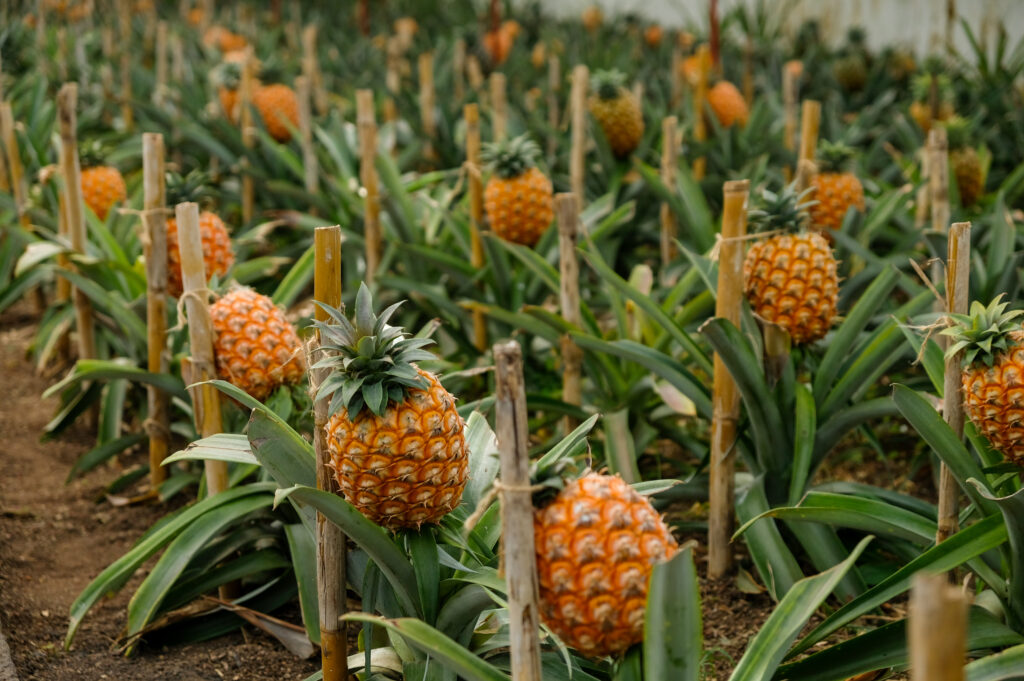 Pineapple plantation in São Miguel Island in the Azores