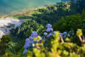 hydrangeas in Faial Island in the Azores