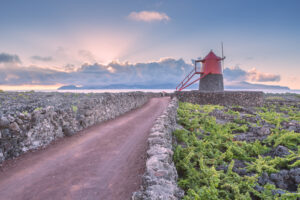 vineyards that produces the Pico Island Wine "verdelho"