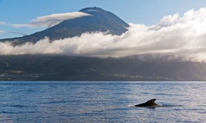 dolphin near azores island