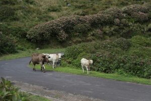 ows in the corvo island, azores