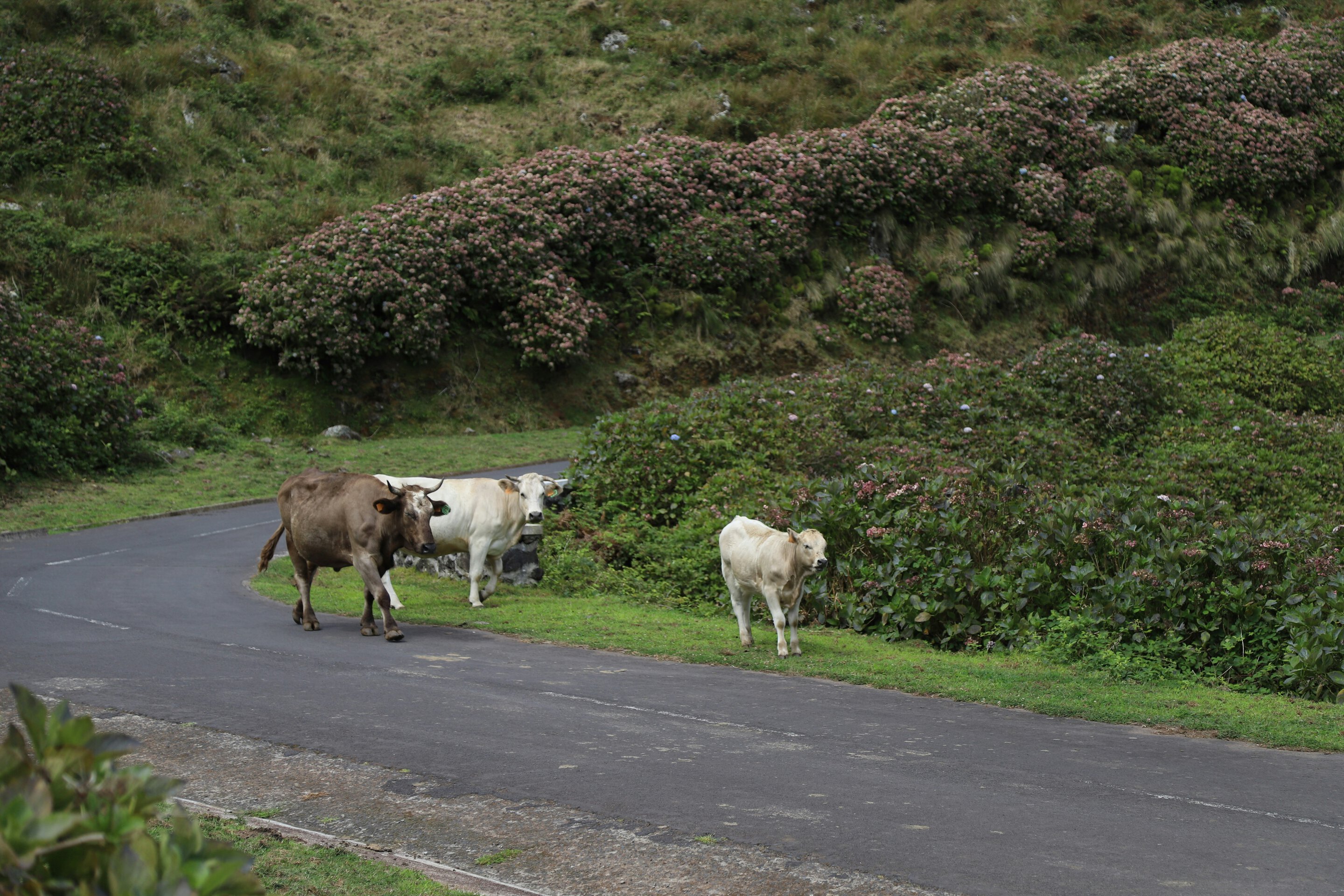 Cattle grazing on Corvo Island in the Azores