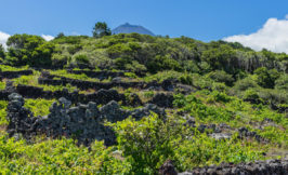 Pico UNESCO vineyards - Pico island Azores Portugal