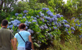 azores couple hydrangeas hiking