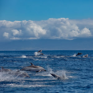 dolphins azores atlantic ocean