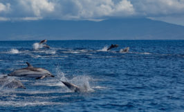 dolphins azores atlantic ocean