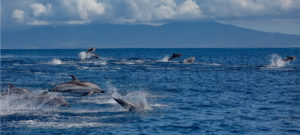 dolphins azores atlantic ocean