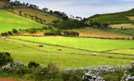 sao jorge countryside red road azores
