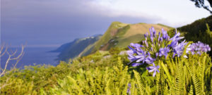 sao jorge flowers blossoming cliff