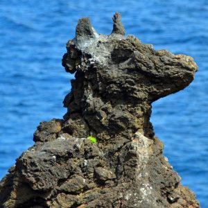 Rosto do cao - Cachorro - Pico island Azores Portugal