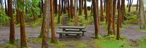 sao miguel detail of furnas lake shore small