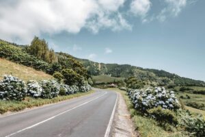 Hydrangea-lined Road in Flores Island in the Azores