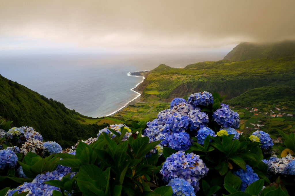 landscape of flores island in the azores with hydrangeas in the foreground