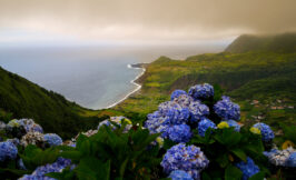 landscape of flores island in the azores with hydrangeas in the foreground