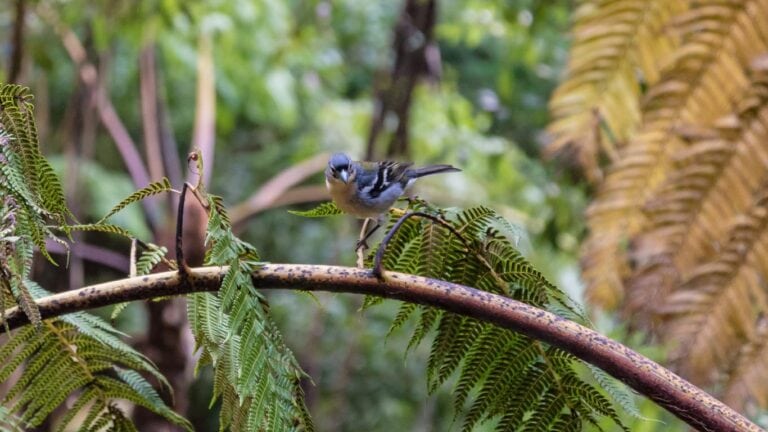 Birds of Azores: What beautiful species you will watch?