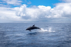 Image of Dolphins in Azores