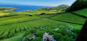 Image of Gorreana Tea Factory in Azores