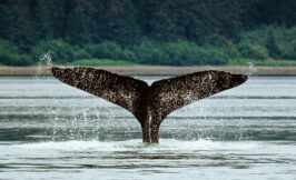 whale watching in the azores