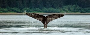 whale watching in the azores