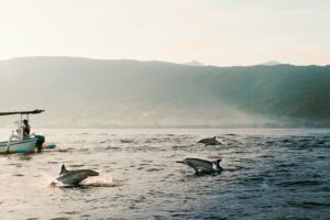 dolphin watching in the azores