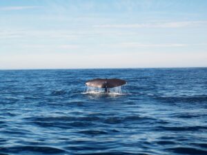 whale near azores archipelago