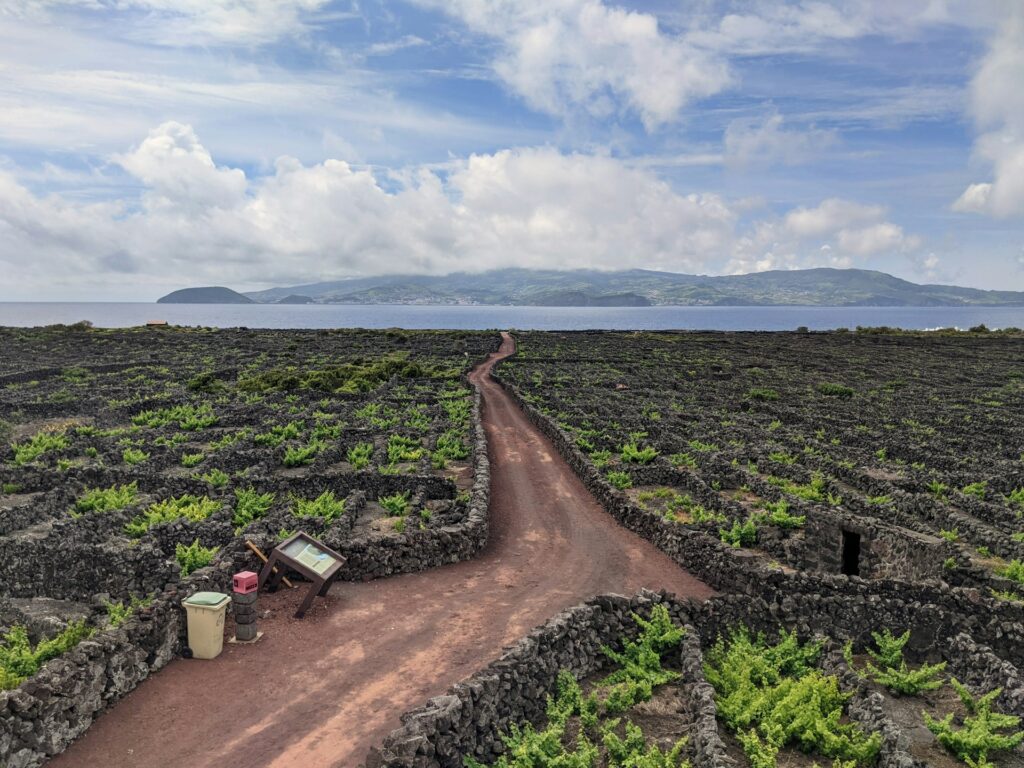 azores vineyards