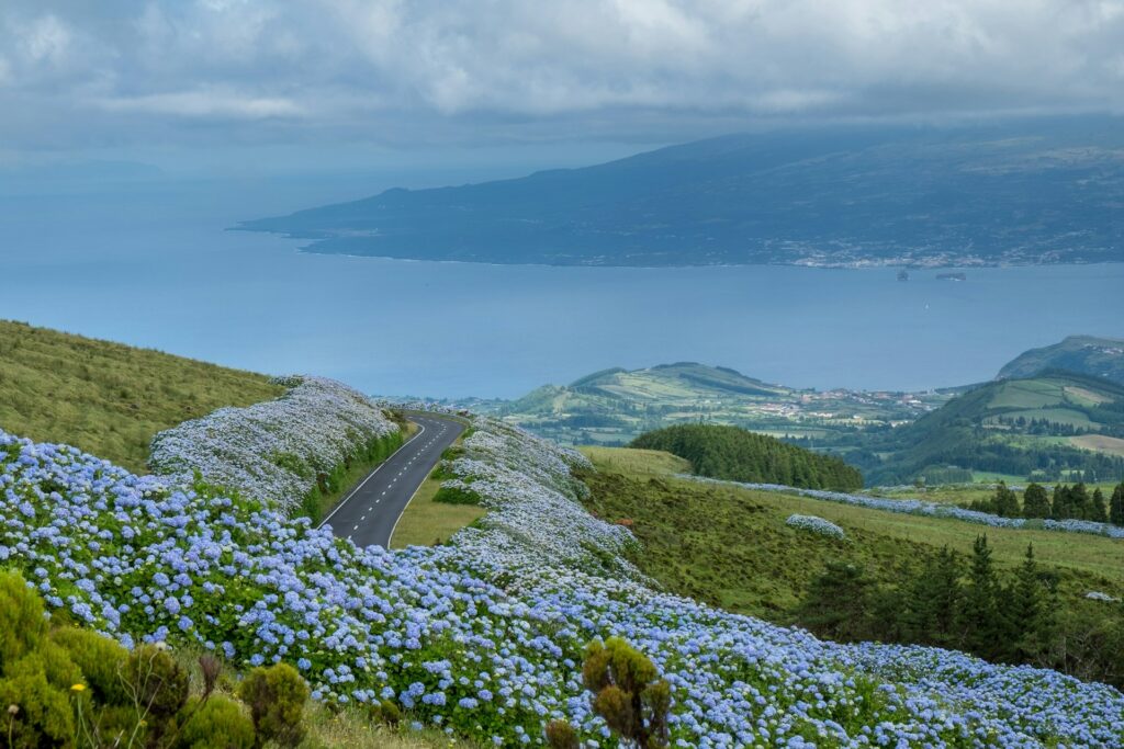azores landscape with beautiful flowers