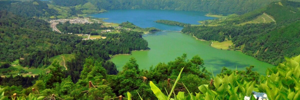 Endemic Flora of the Azores: Rare Plants & Where to Find Them | Azores.com