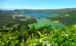 Endemic Flora of the Azores Rare Plants & Where to Find Them