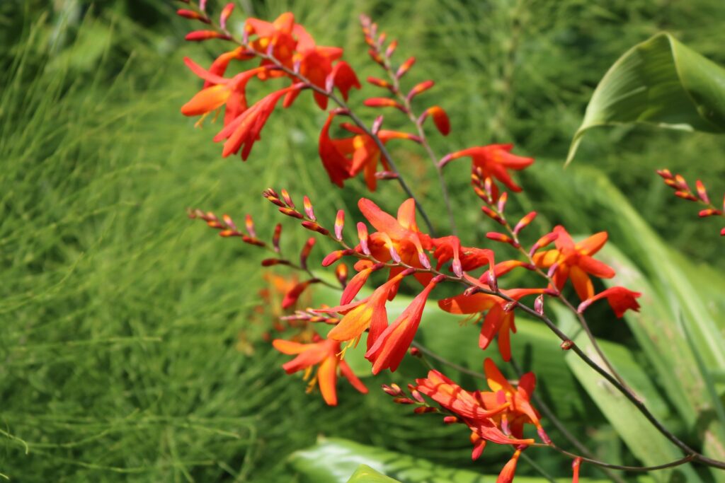 pico flora